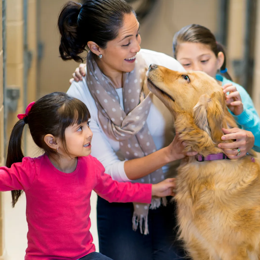 Dog Adoption