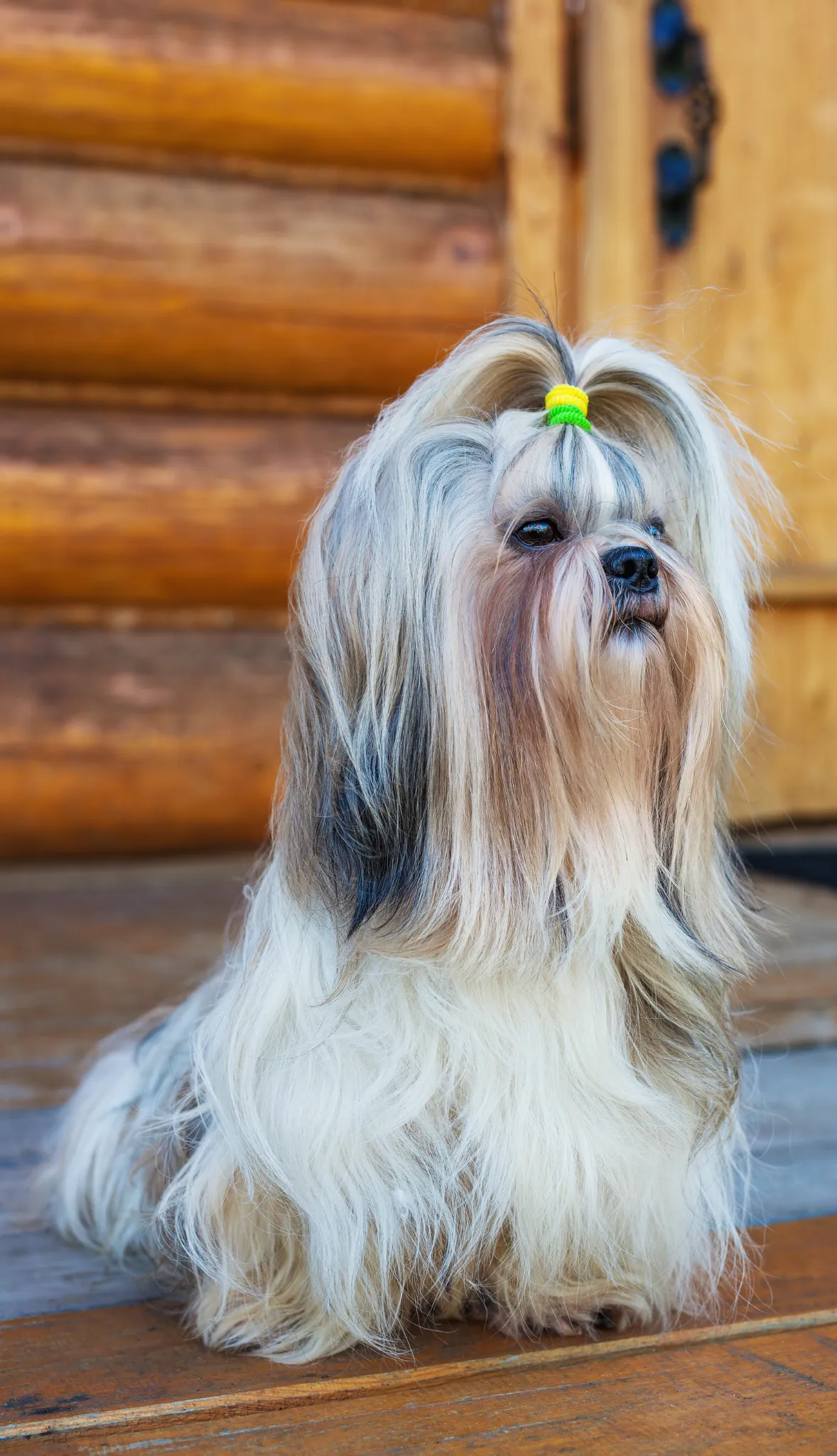 shih tzu - Oldmonk Kennel3