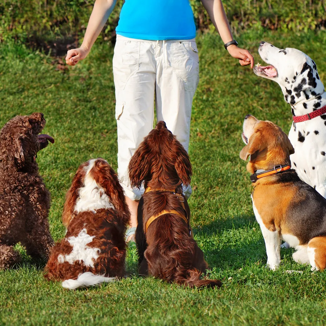 Dog boarding
