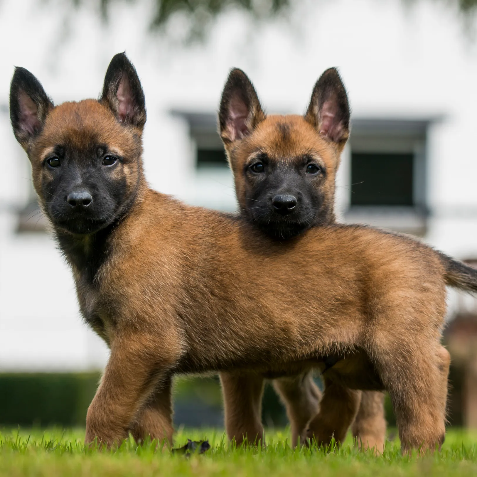 Belgiam malinoie