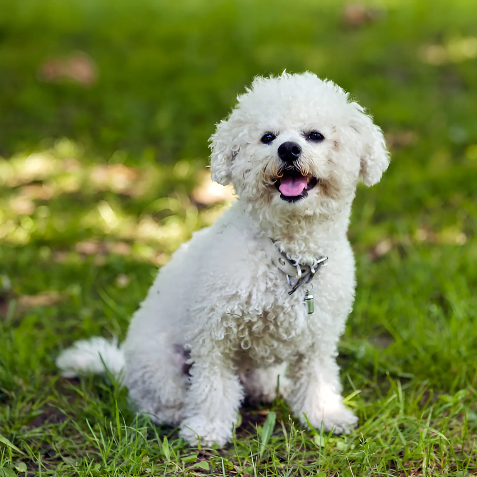 Bichon friese