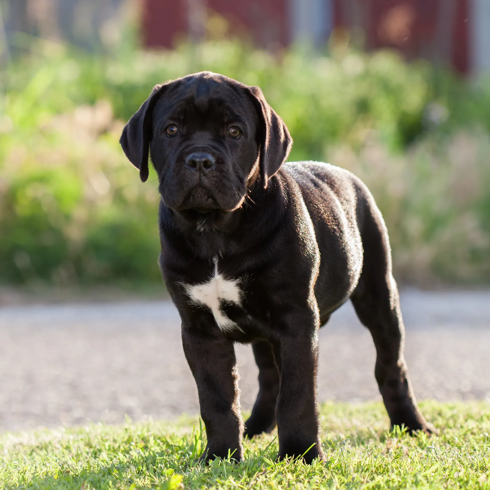 Cane Corso