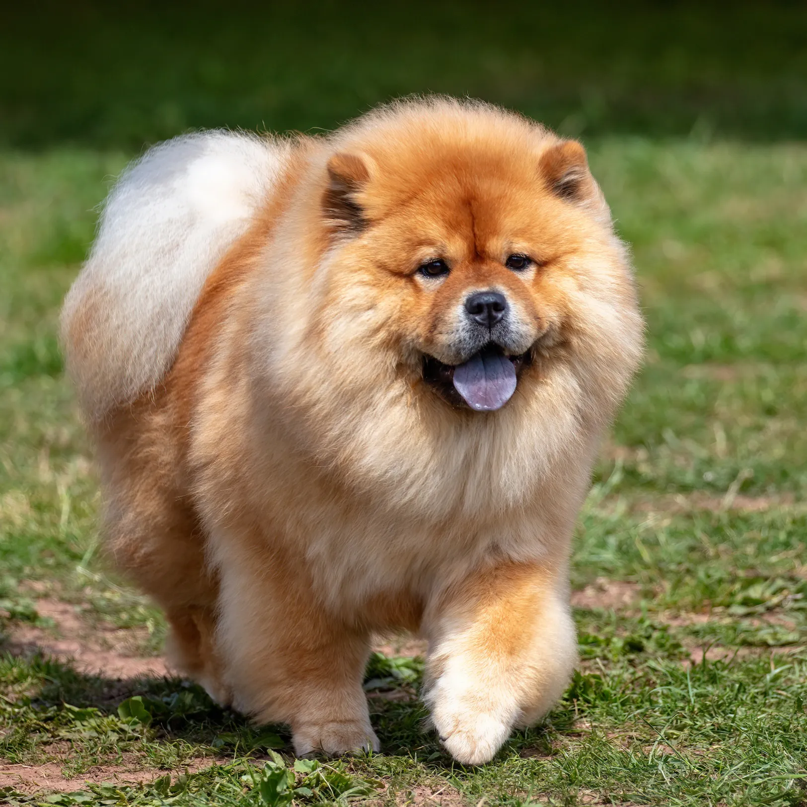 Chow chow