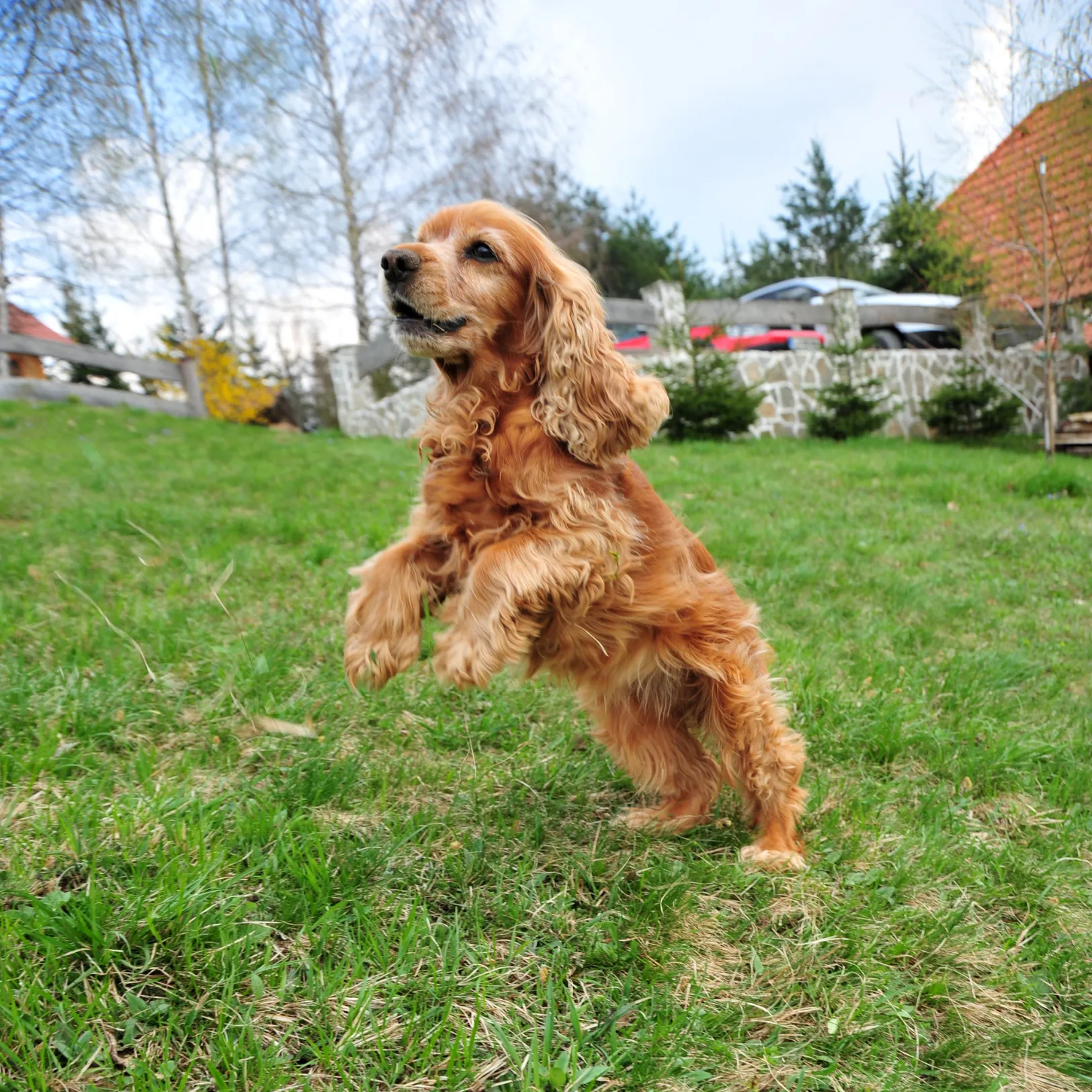 Cocker spaniel