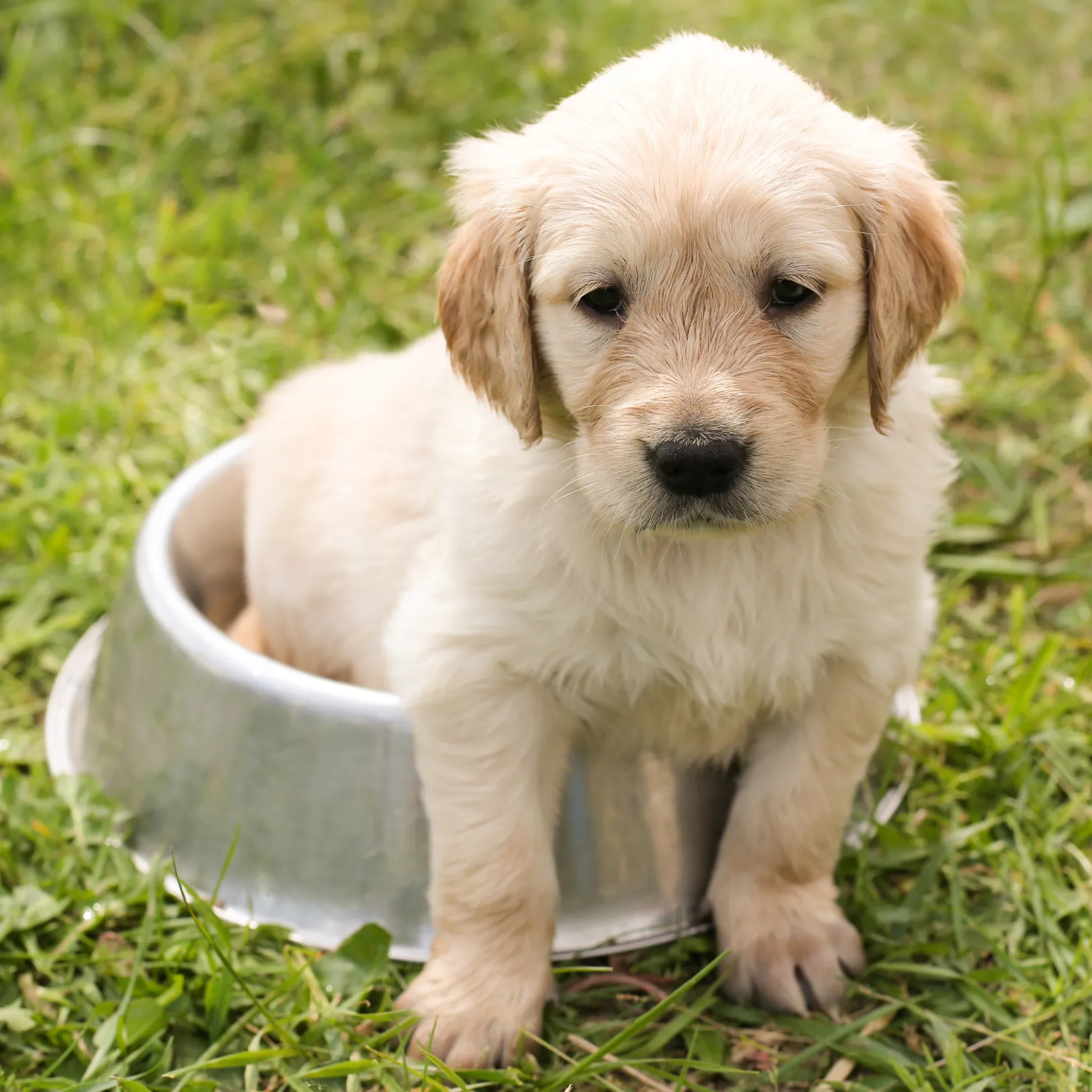 Golden Retriver