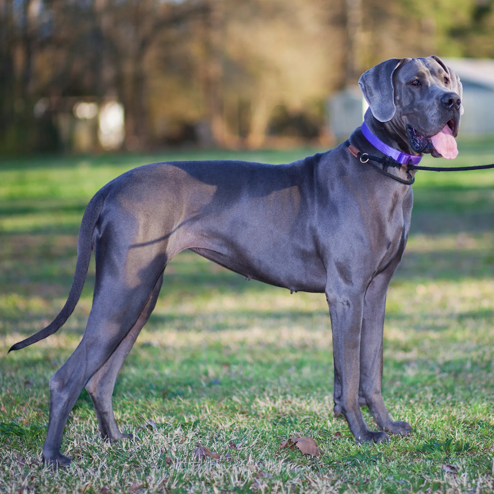 Great Dane