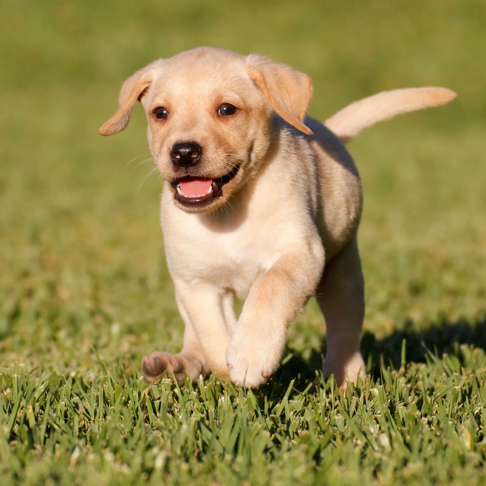 Labrador