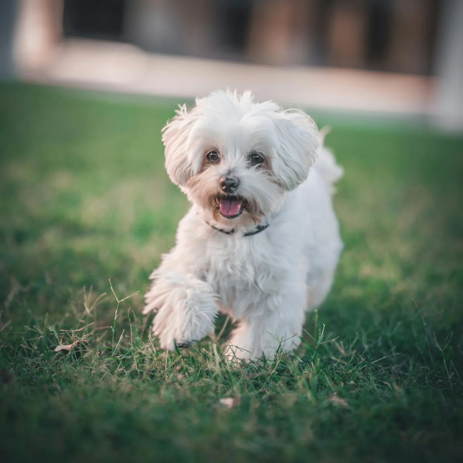 Maltese