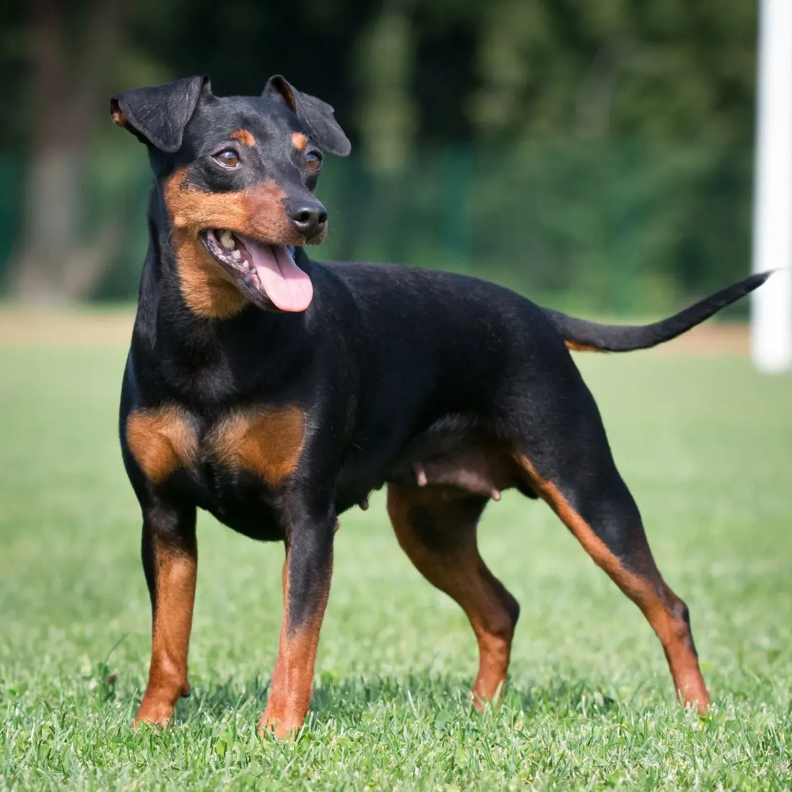 Miniature pinscher