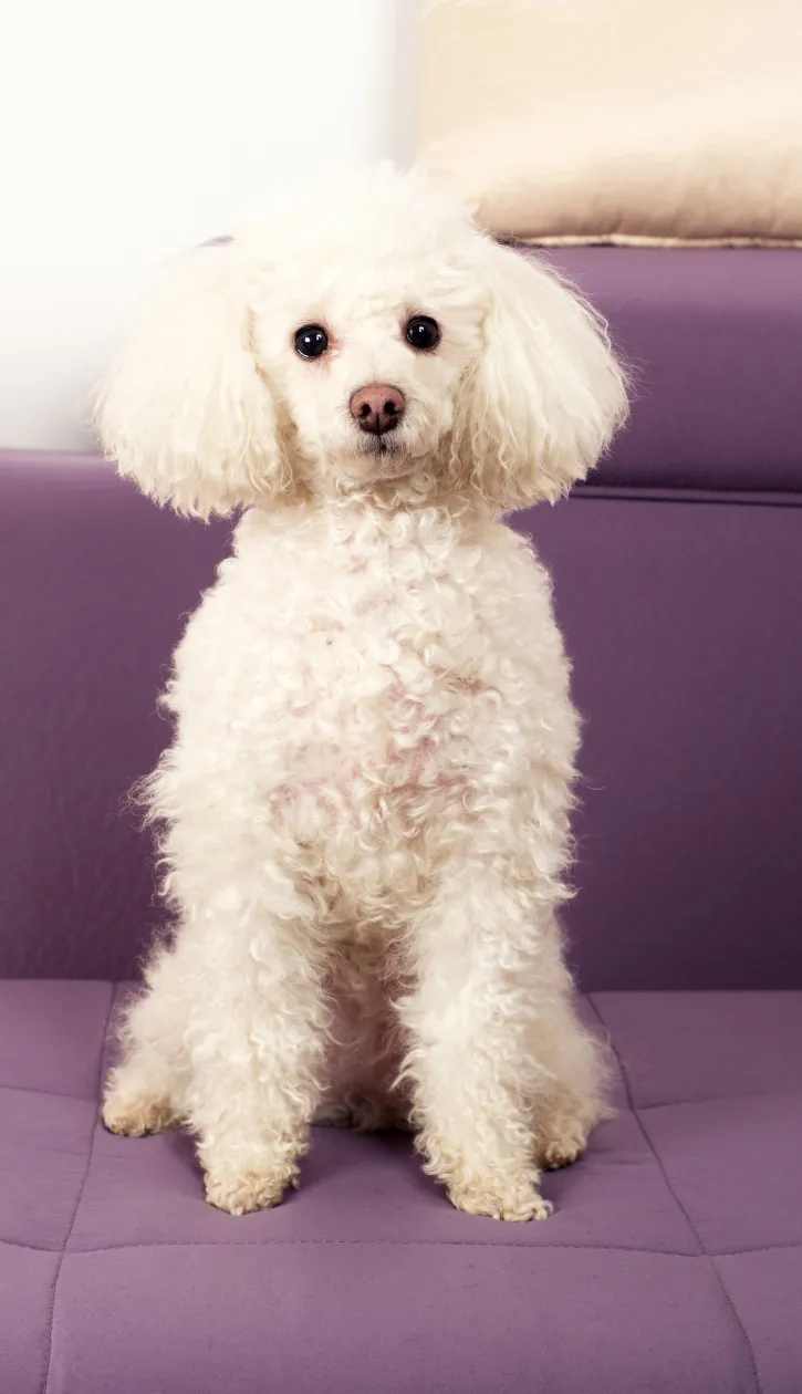 Poodle Puppy