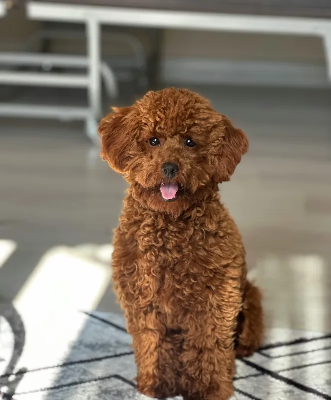 Poodle Puppy