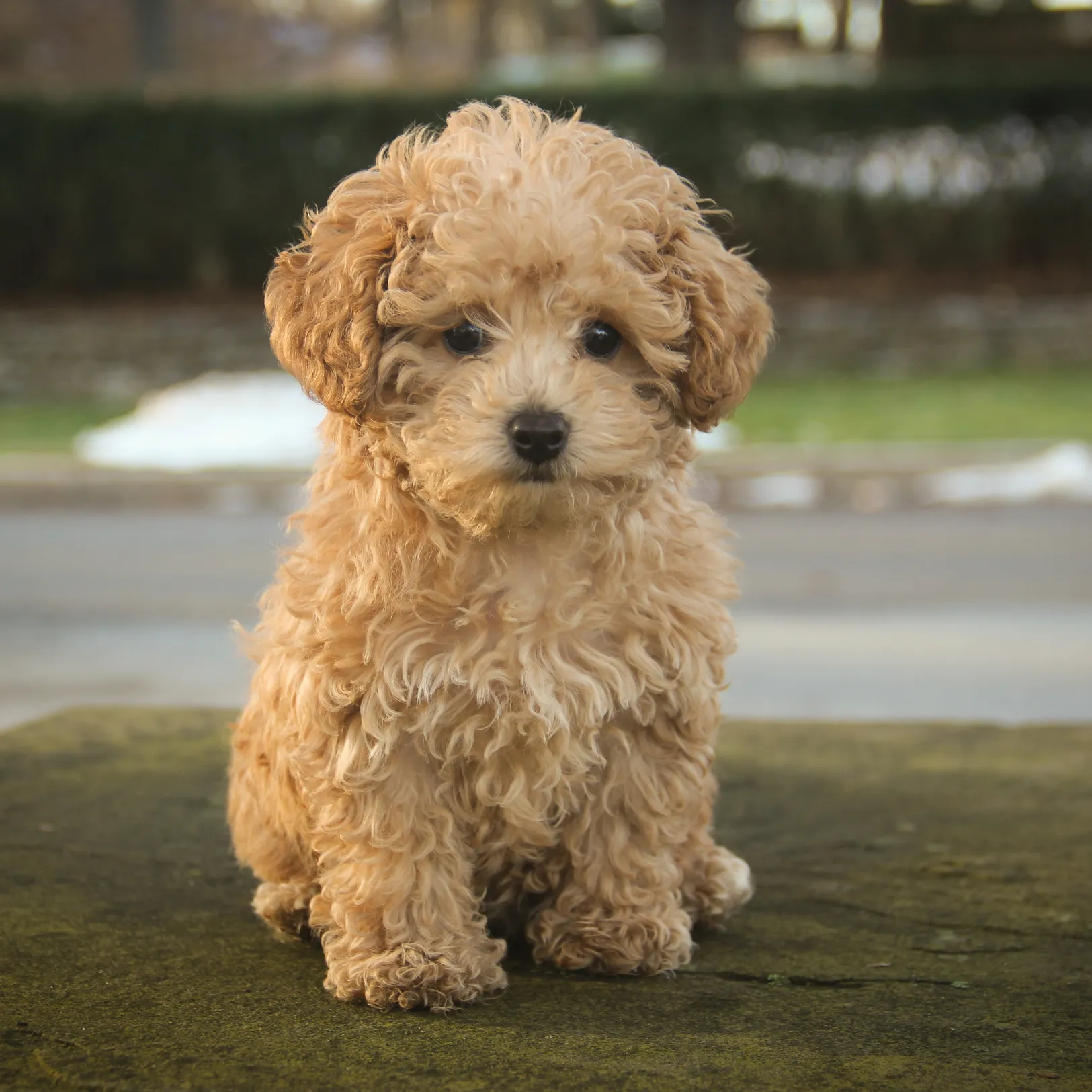 Poodle