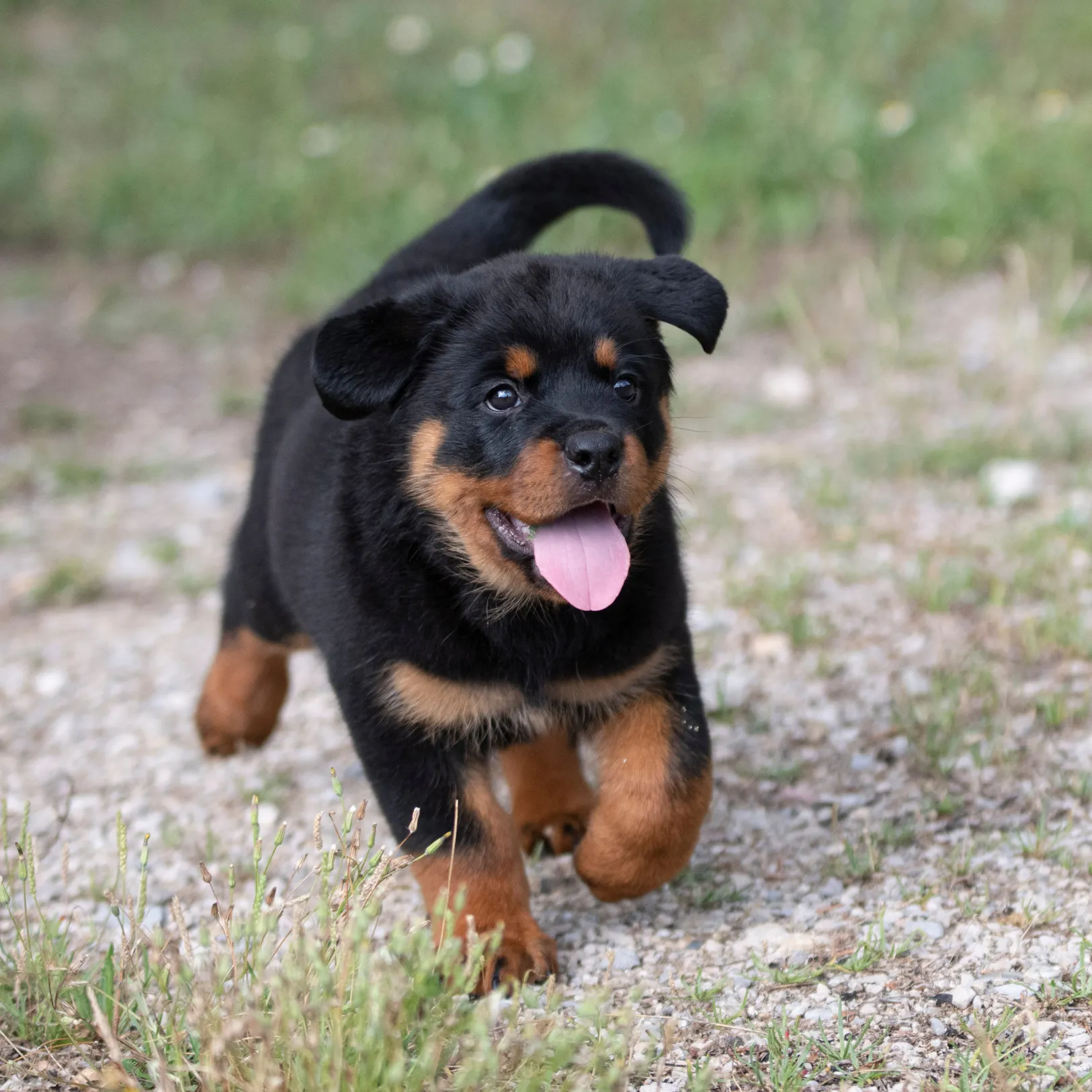 Rottweiler