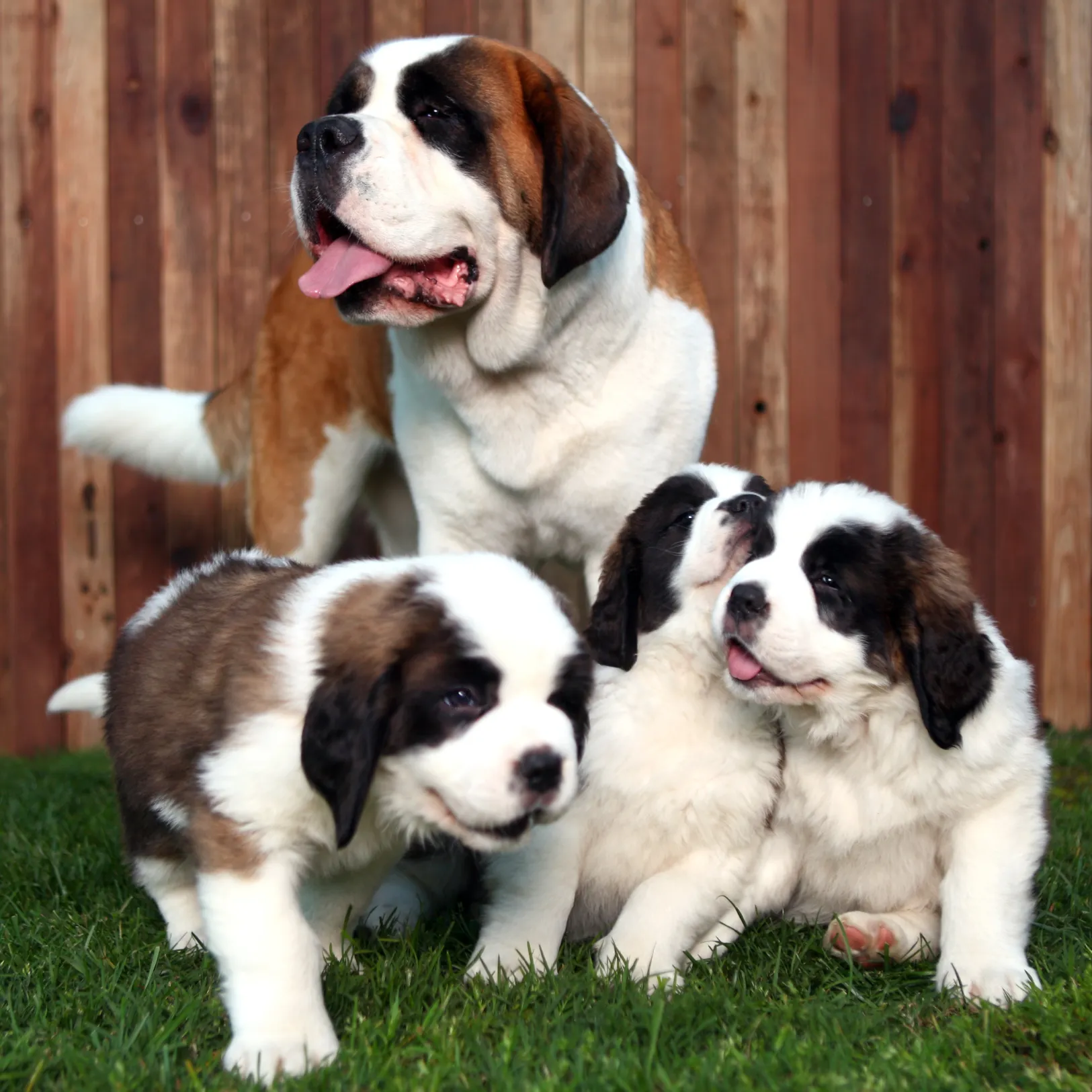 Saint Bernard