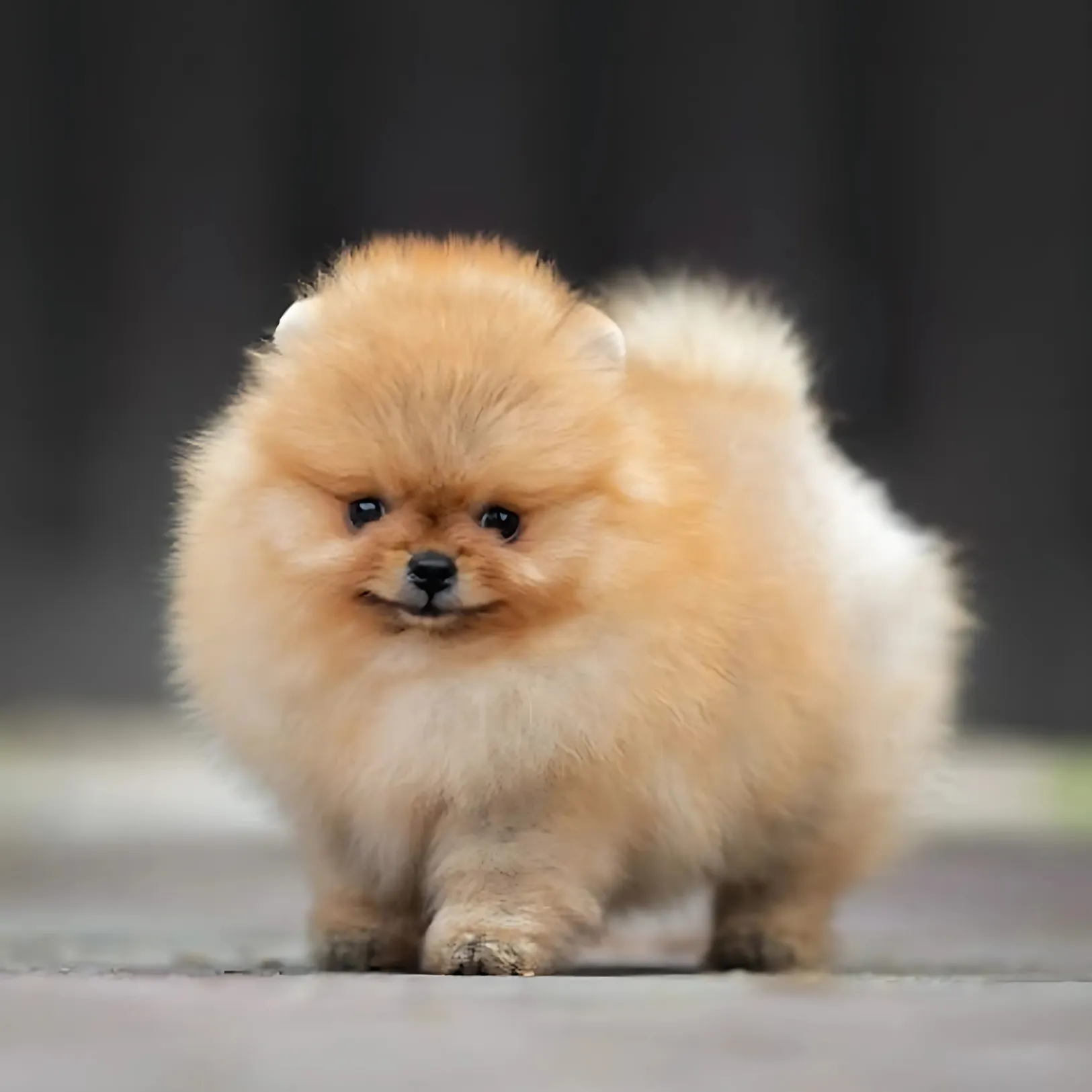 Toy Pomeranian