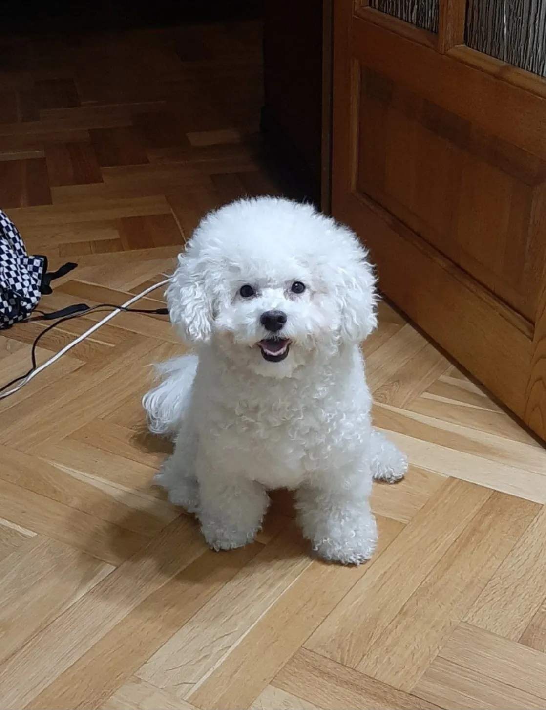 Bichon Frise