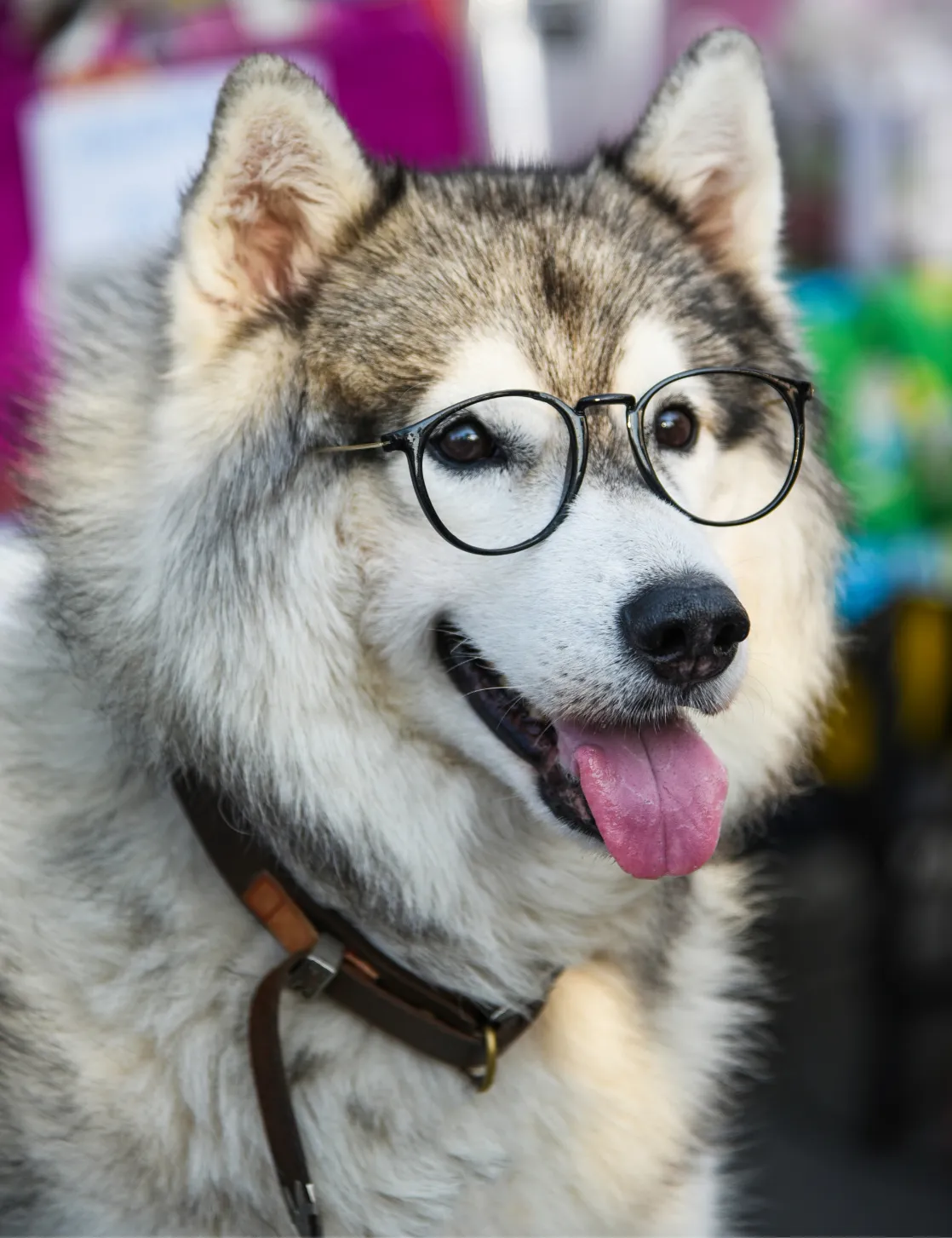 Siberian Husky