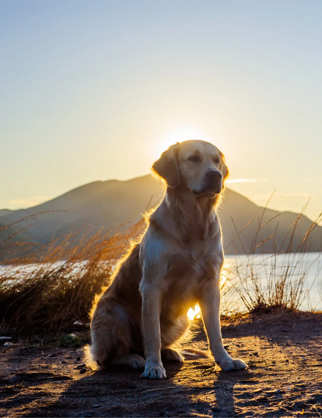 Labrador