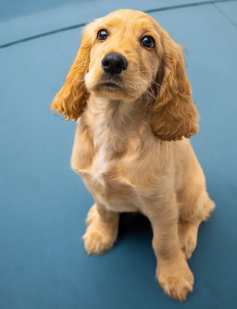 Cocker Spaniel