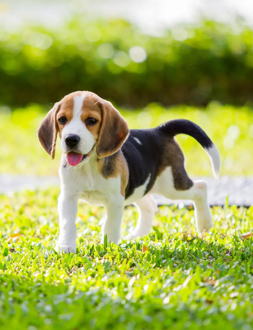 Beagle