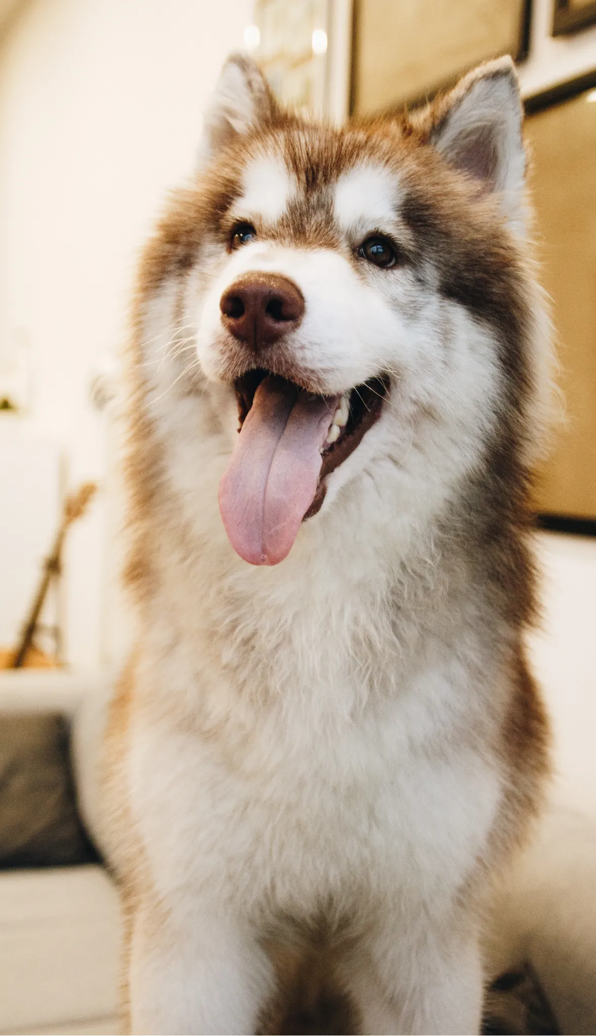 Siberian Husky