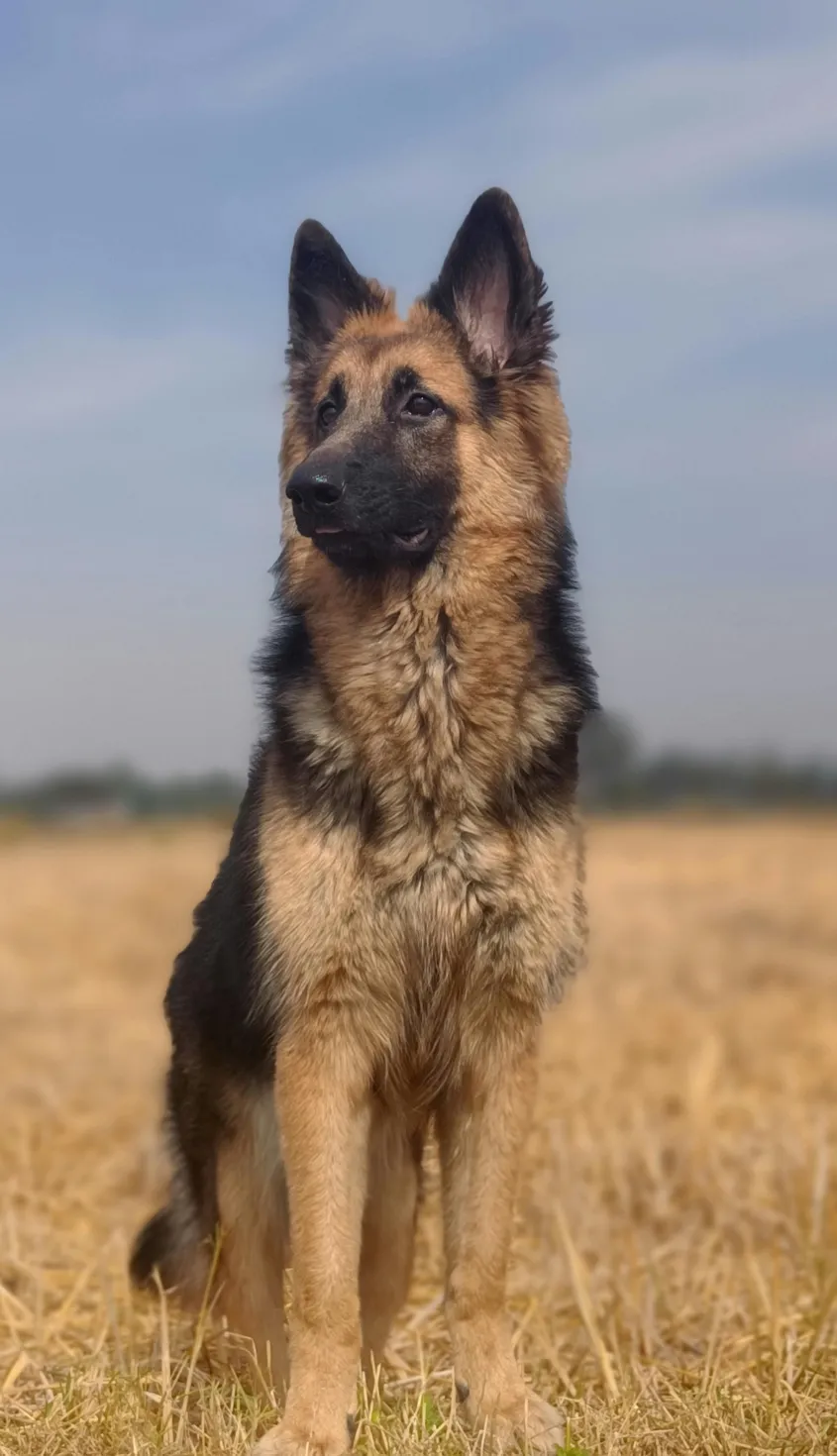 German Shepherd