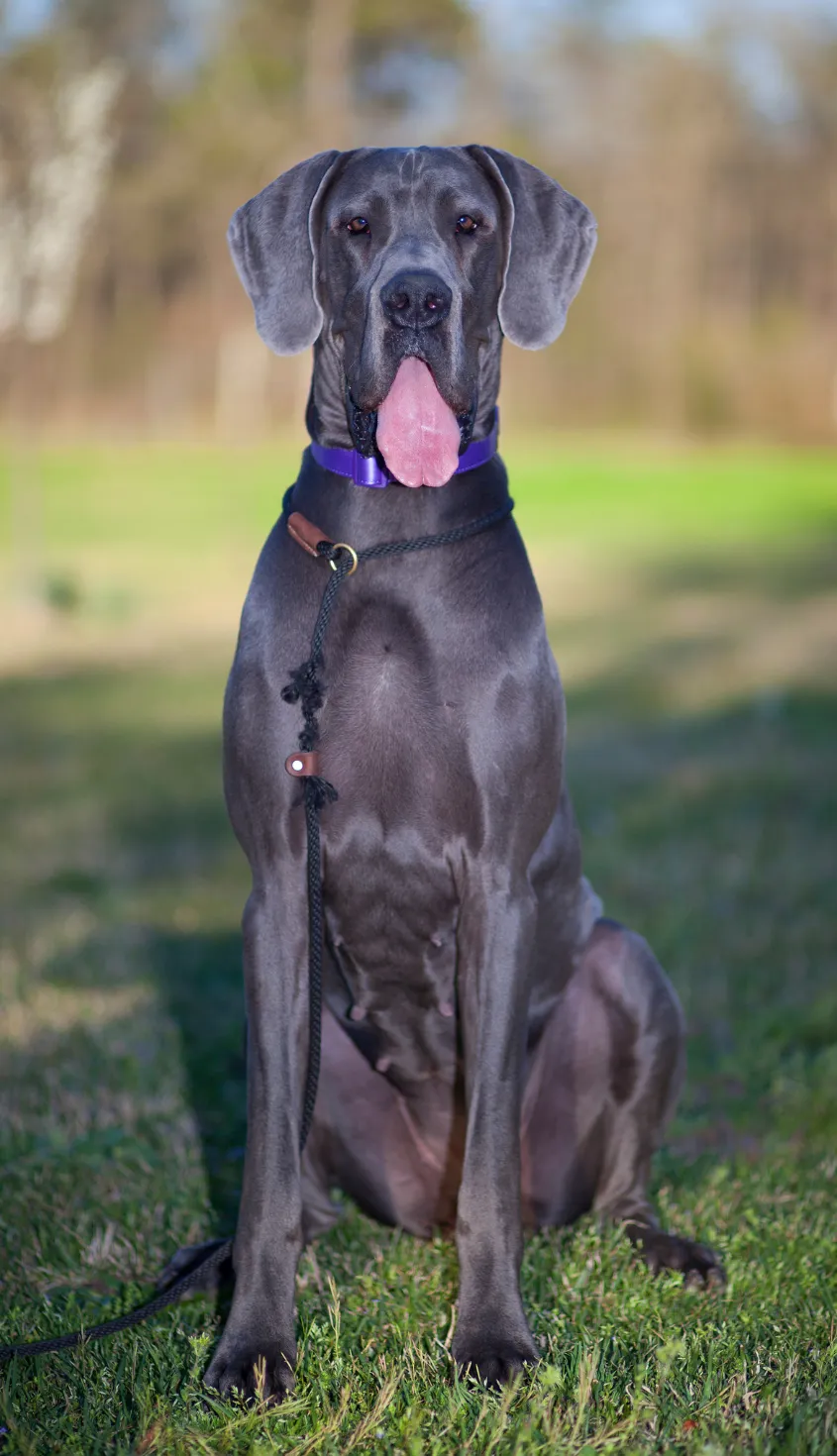 Great Dane