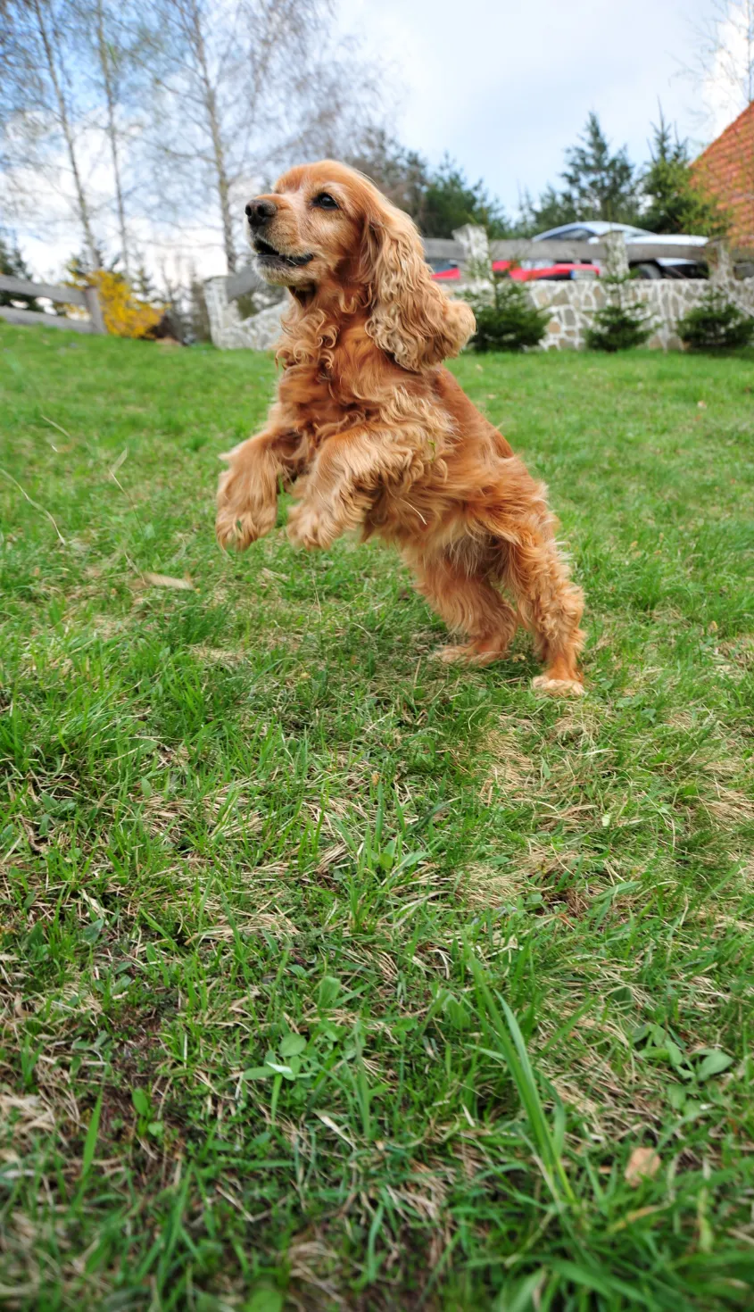 Cocker Spaniel