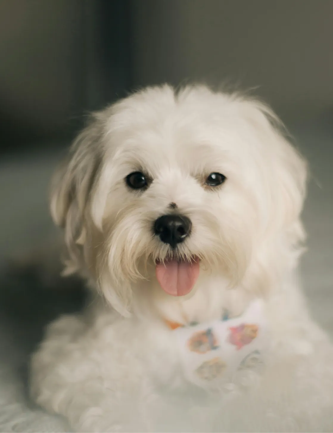 Maltese - Oldmonk Kennel