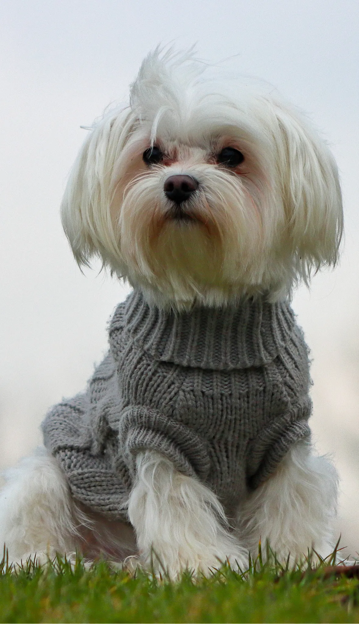 Maltese - Oldmonk Kennel