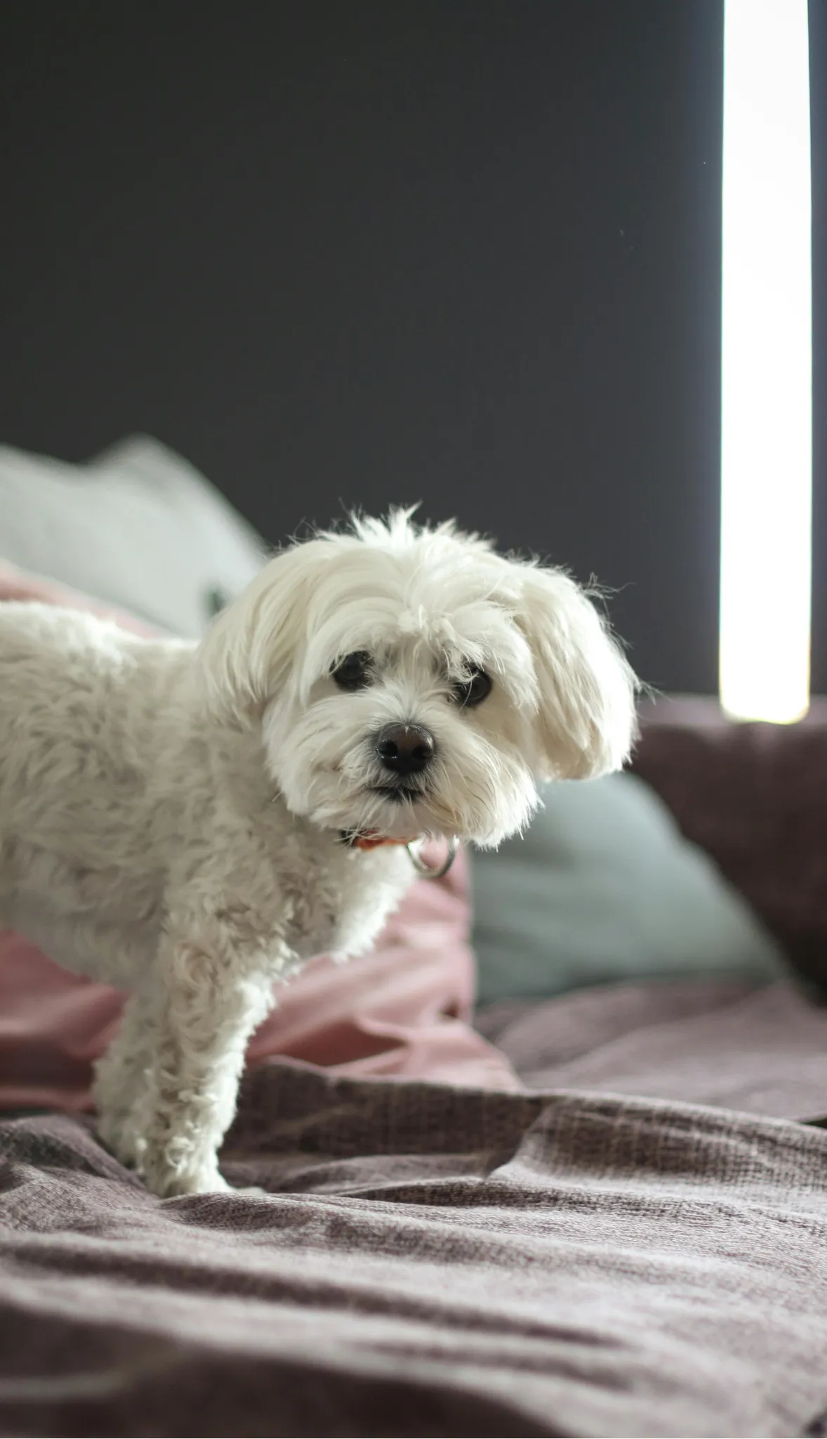 Bichon Frise