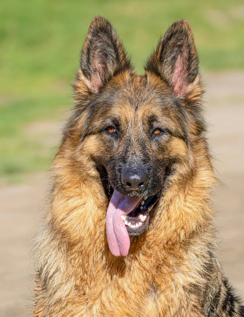 German Shepherd