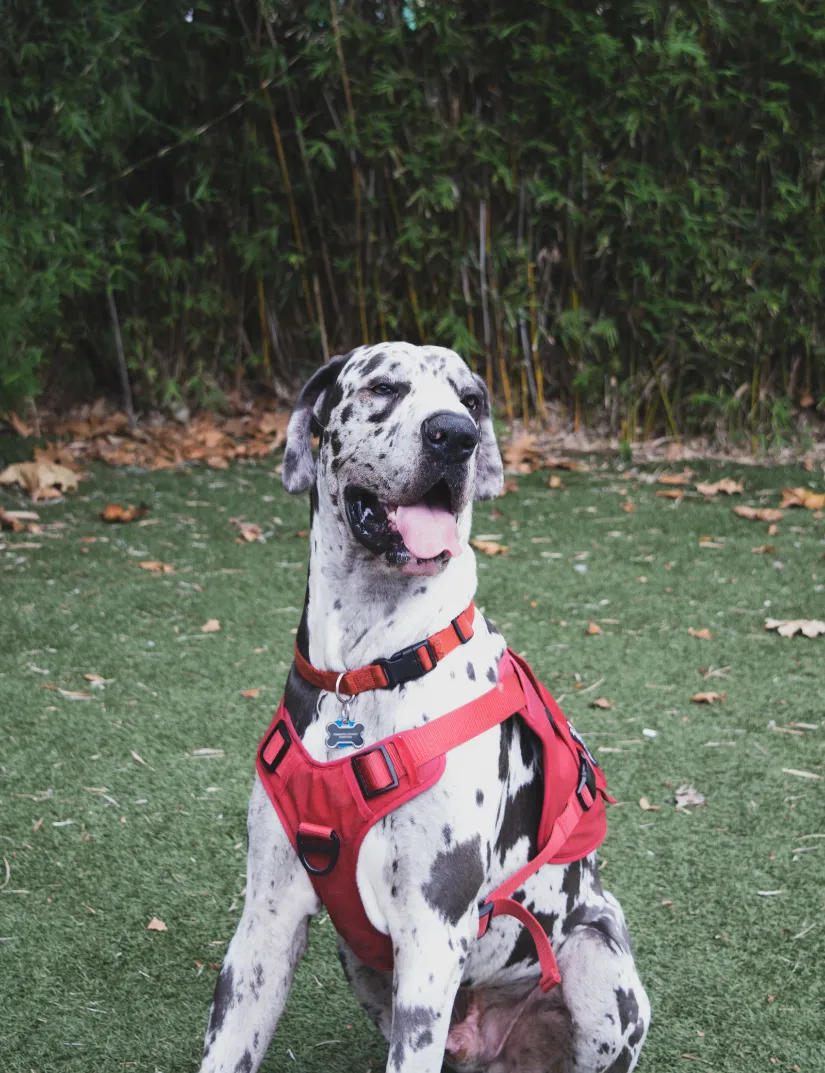 Great Dane