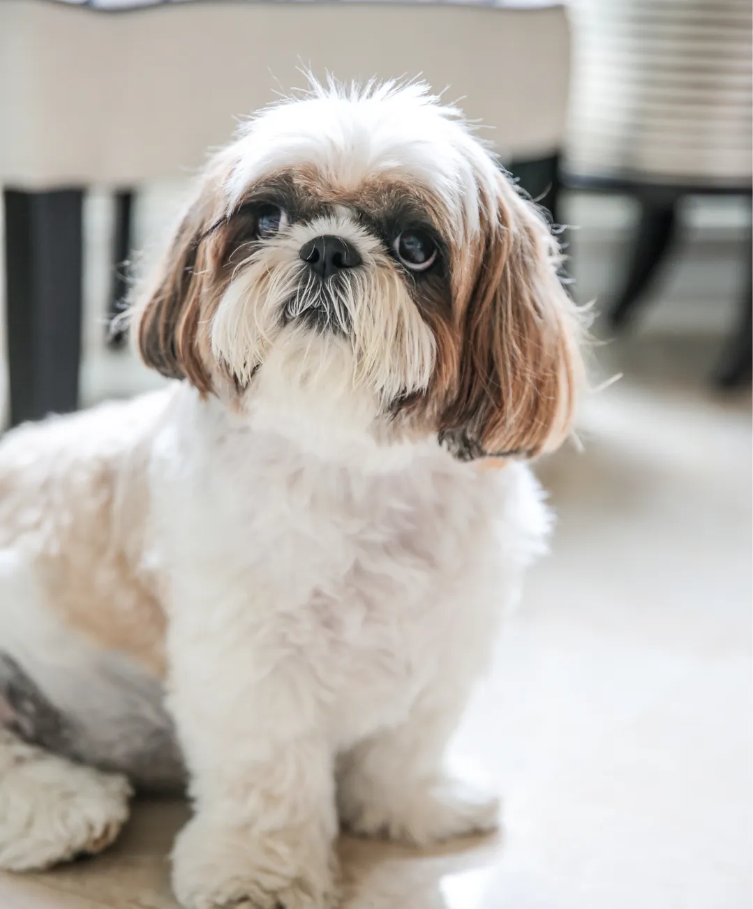 shih tzu - Oldmonk Kennel
