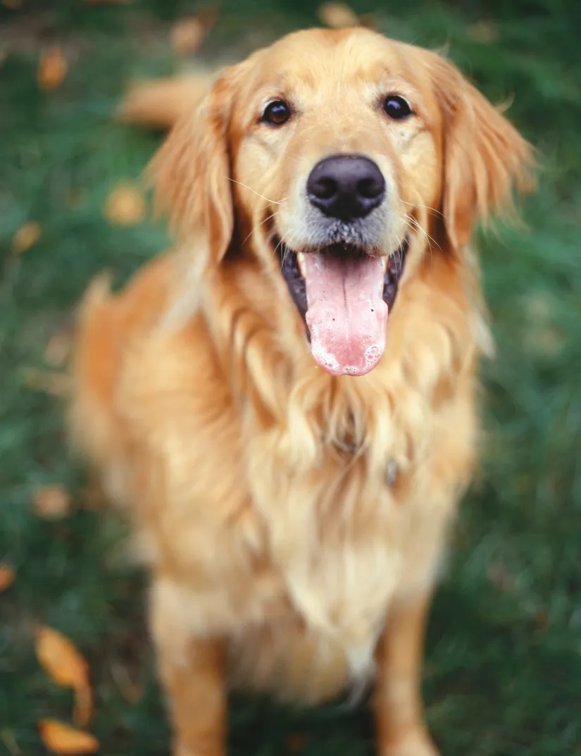 Golden Retriever
