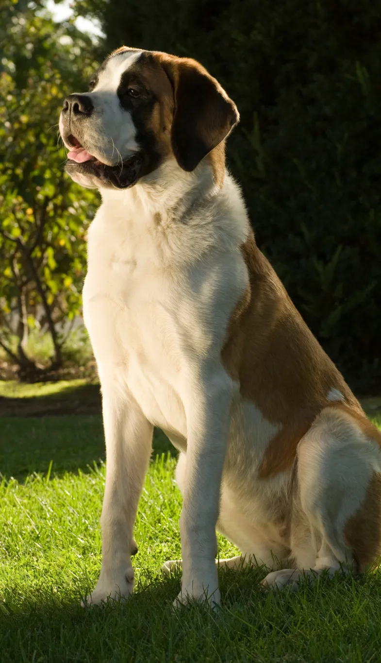 Saint Bernard