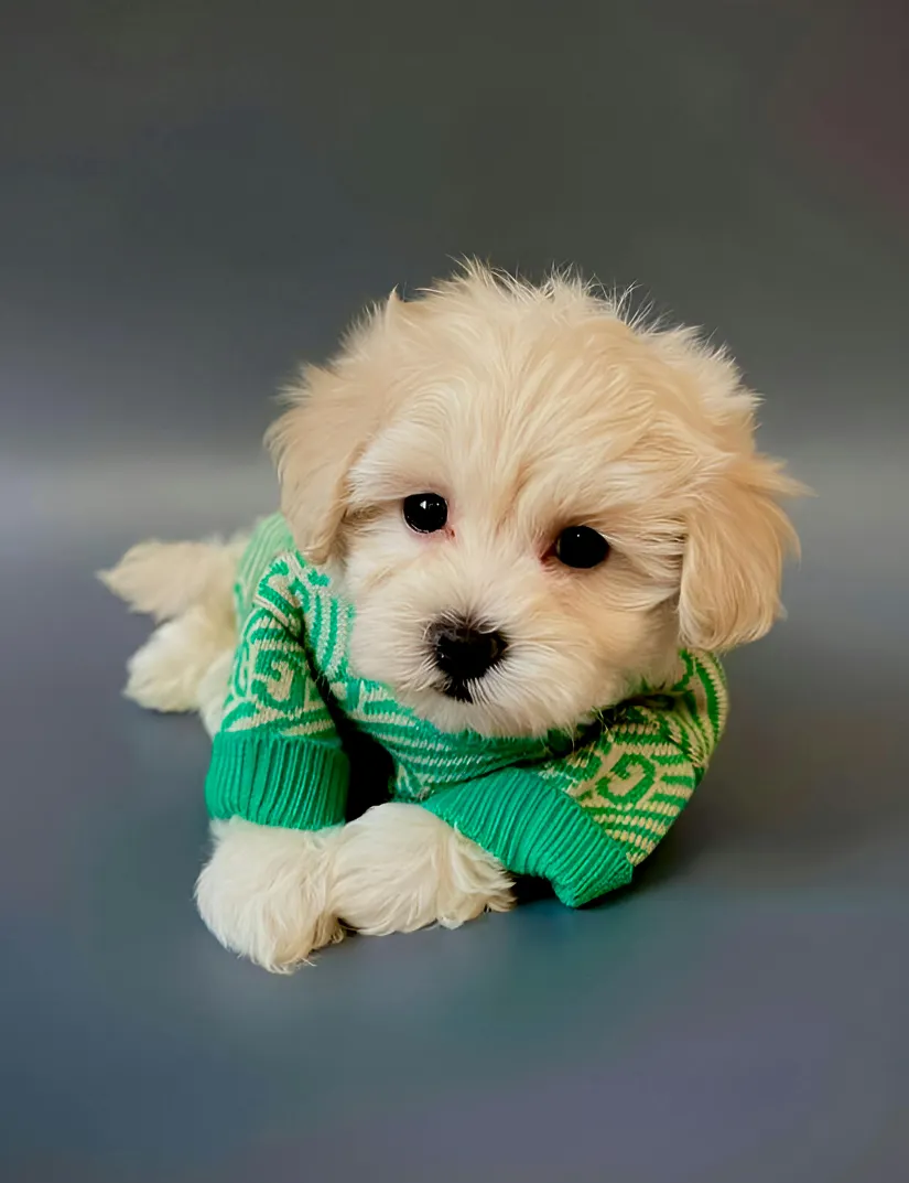 Maltipoo