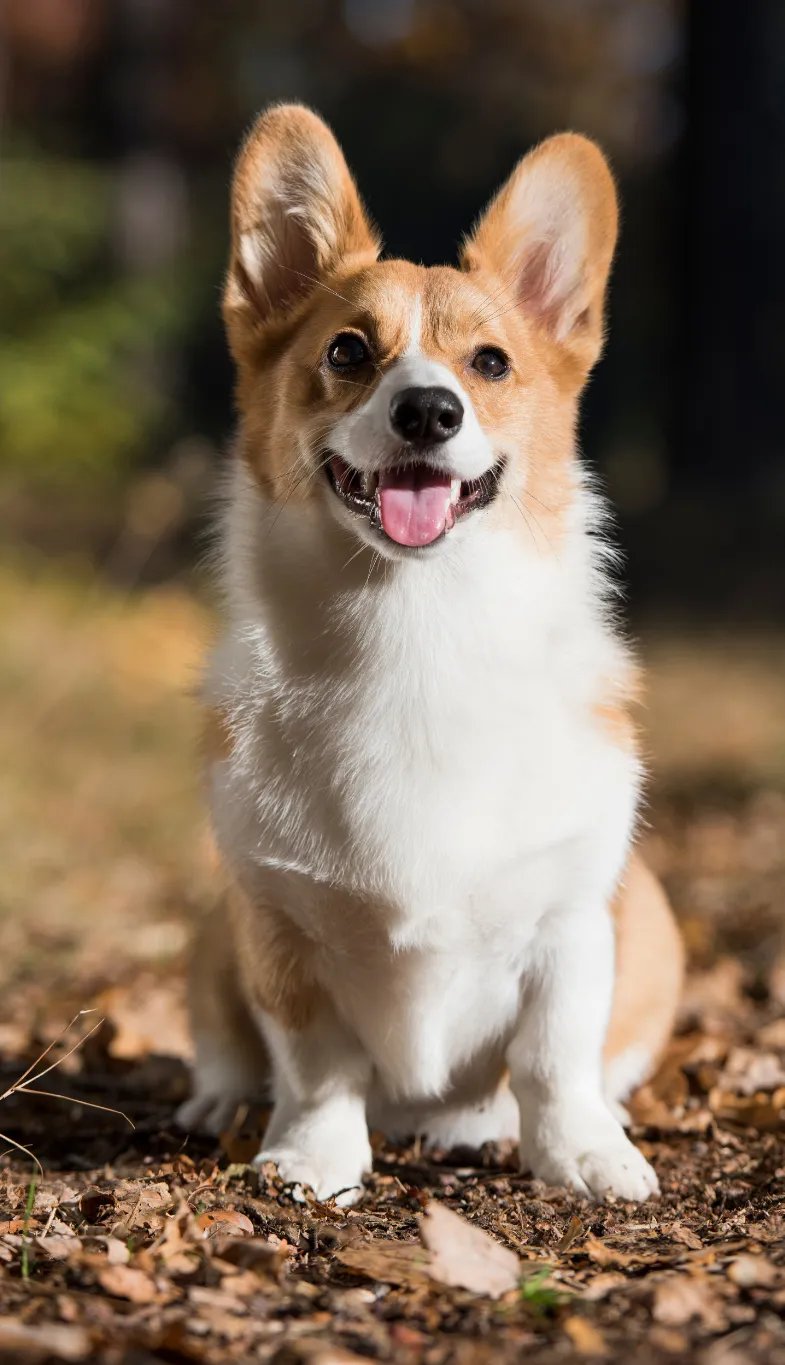 Welsh corgi​