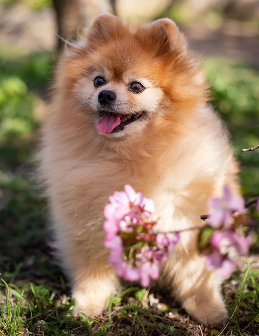 Toy Pomeranian
