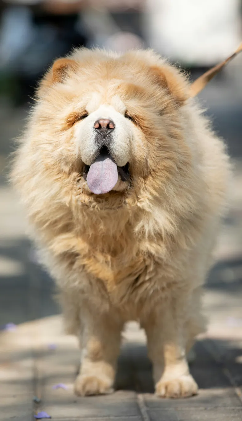 Chow chow​