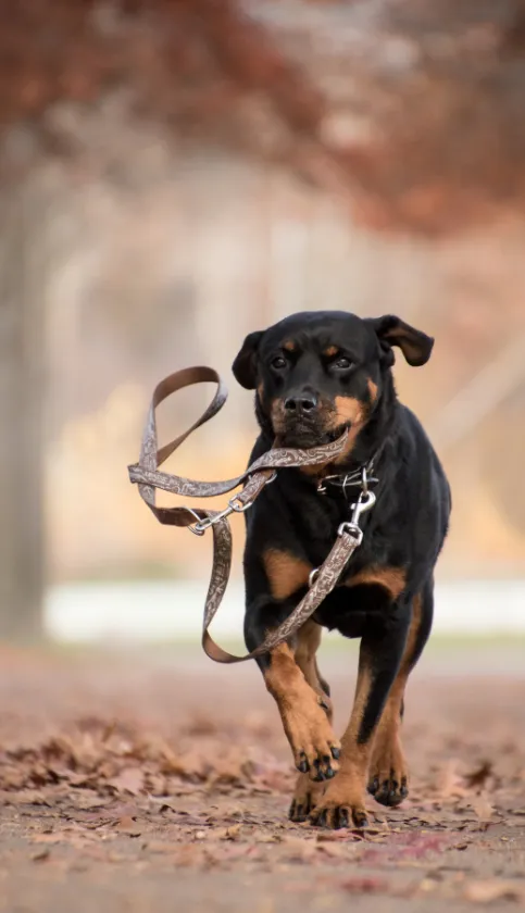 Rottweiler​