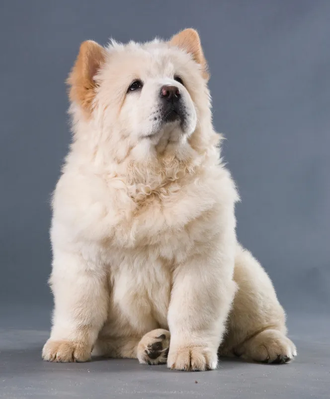 Chow chow​