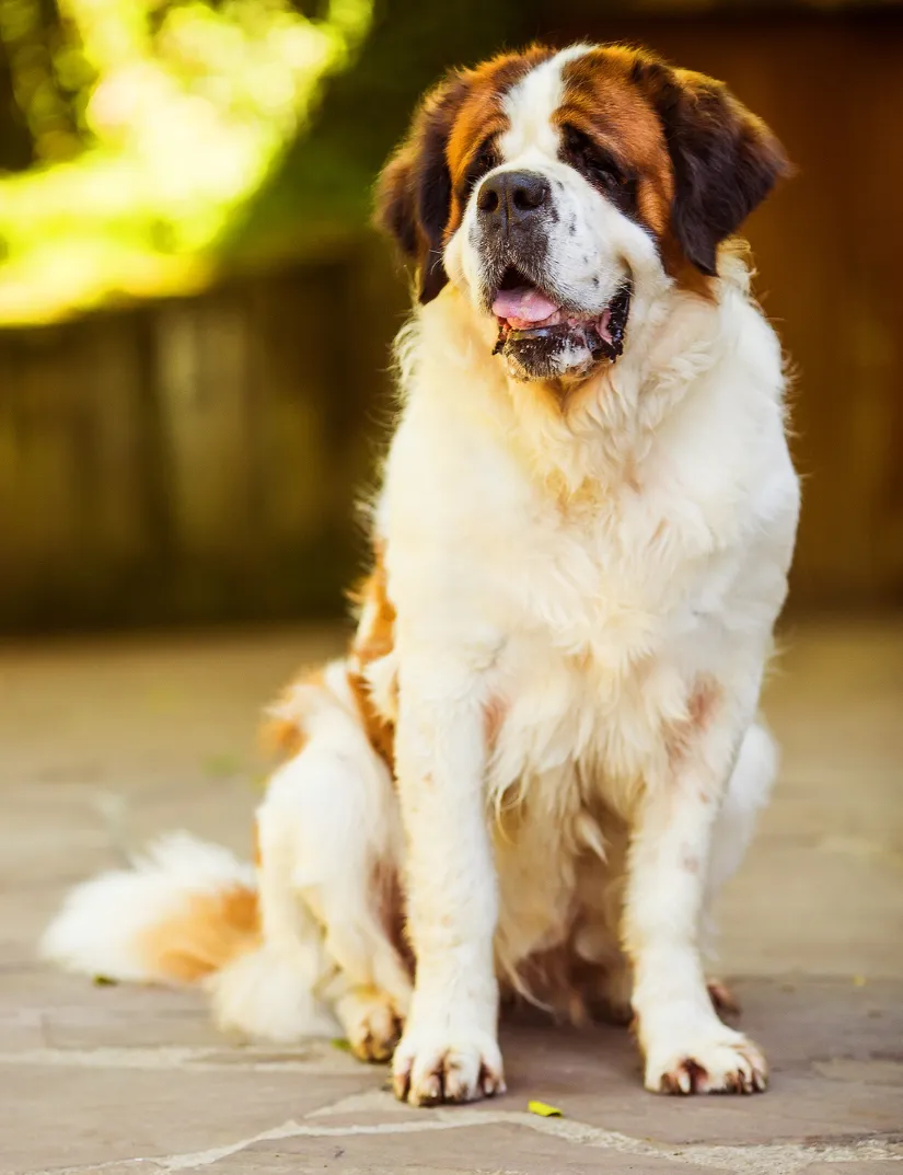 Saint Bernard