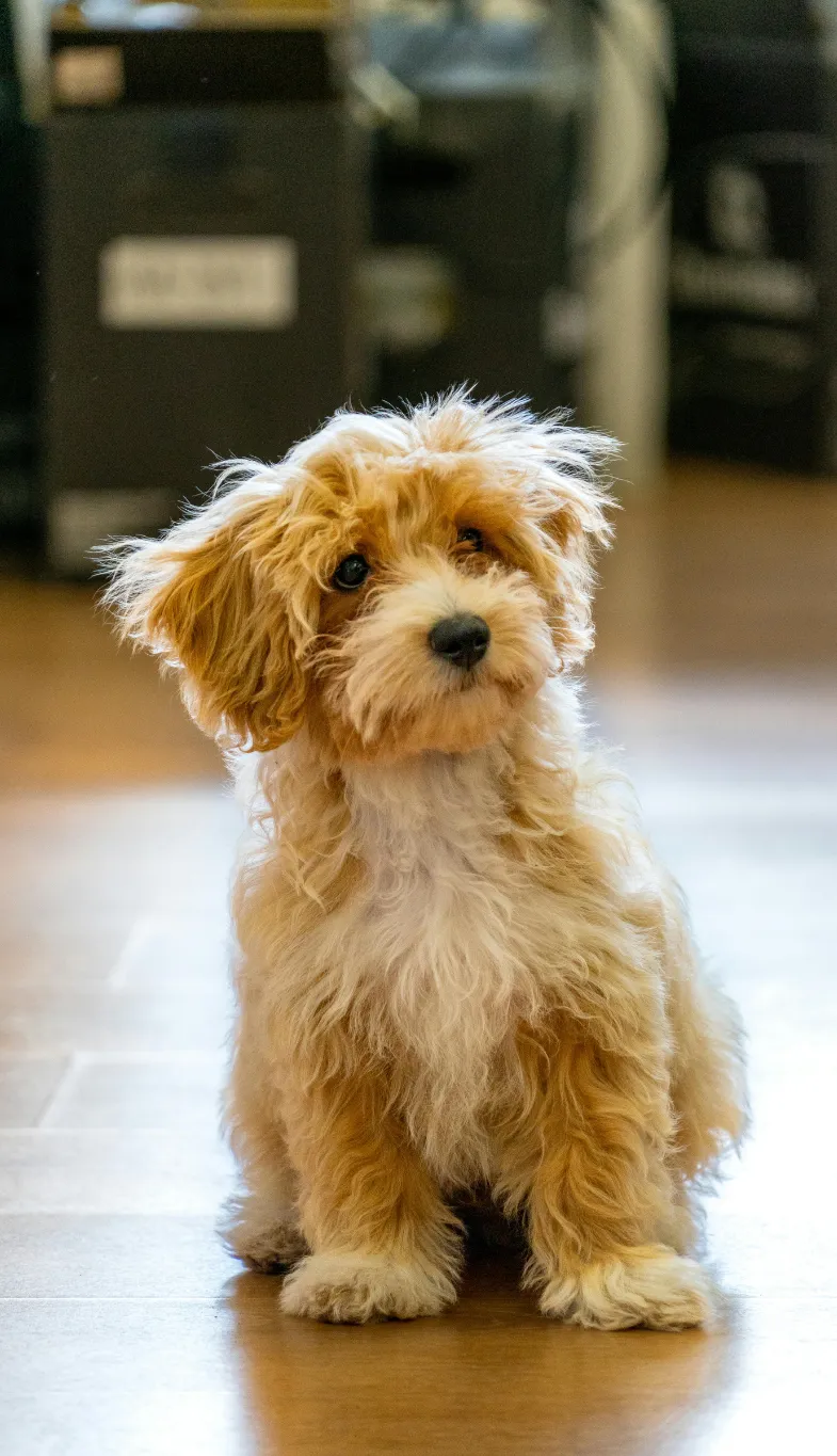 Maltipoo