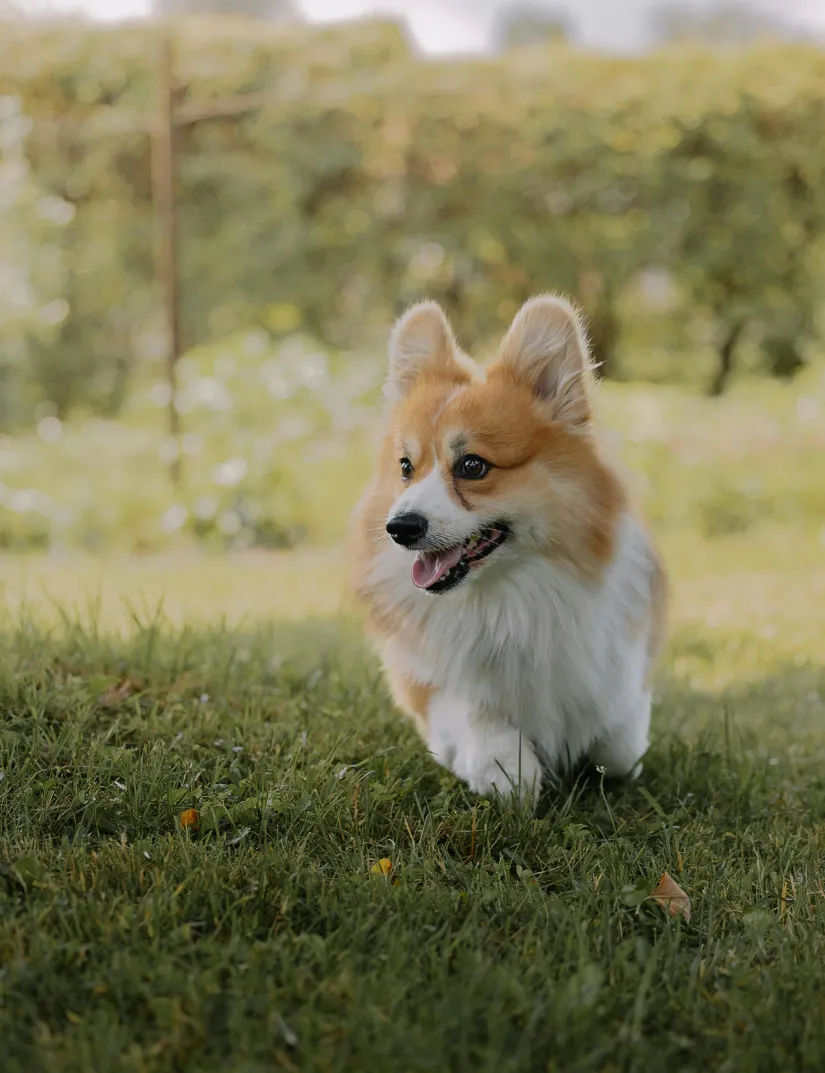 Welsh corgi​