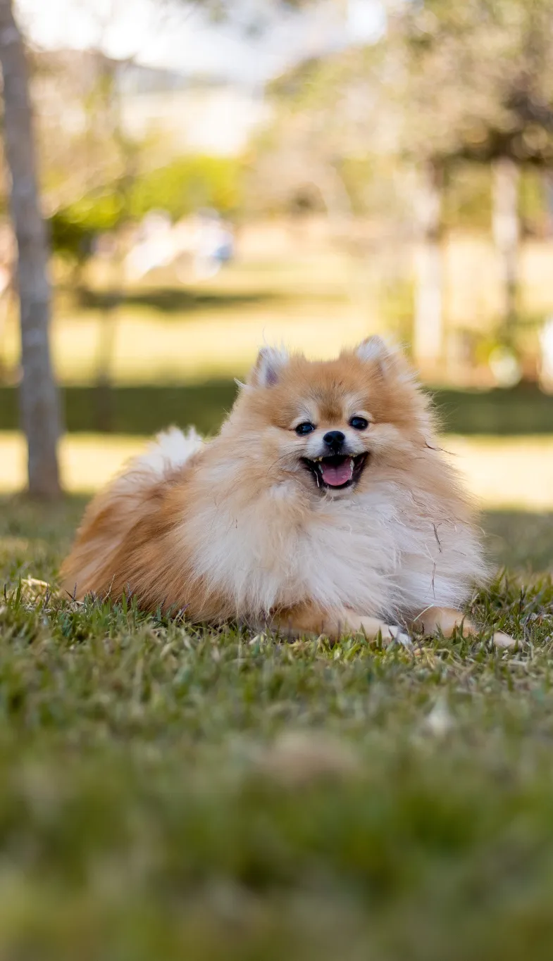 Toy Pomeranian