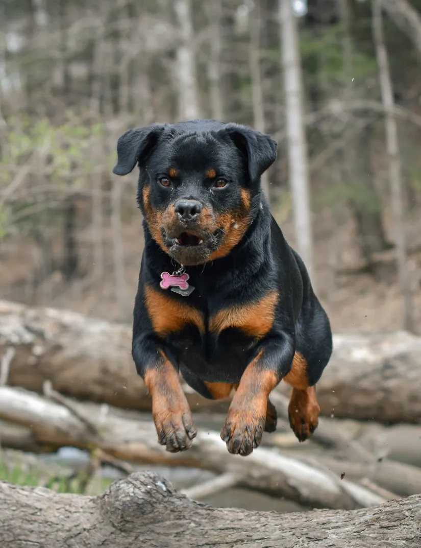 Rottweiler​